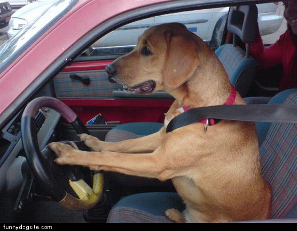 driving_dog.jpg