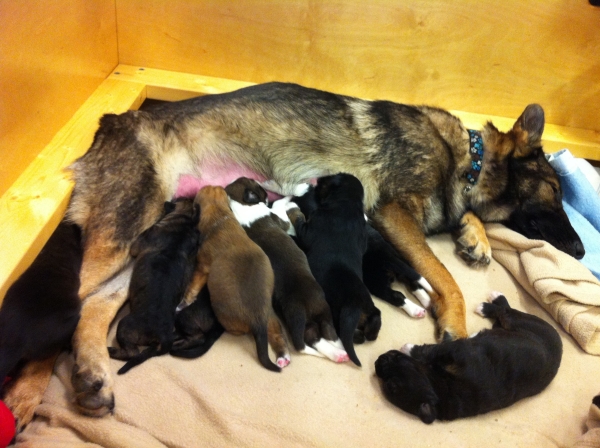 Timber-and-puppies